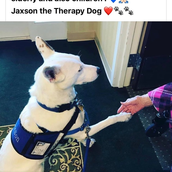 Jaxson . The Therapy Dog💙🐾 - Picture 3 of 4